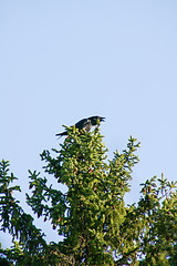 Image showing Corvus corax