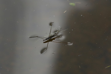 Image showing Gerridae