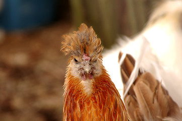Image showing Hen