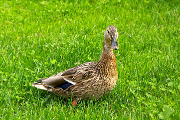 Image showing Duck