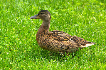 Image showing Anas platyrhynchos