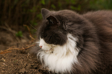 Image showing Domestic cat