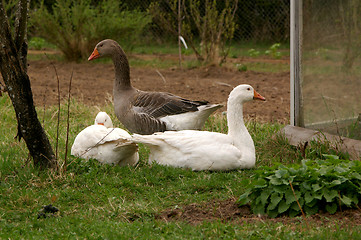 Image showing Goose