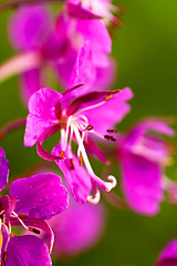 Image showing Fireweed