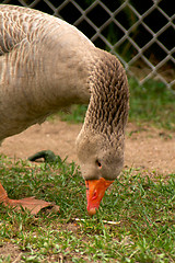 Image showing Goose