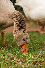 Image showing Goose