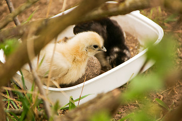 Image showing Chickens