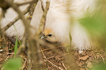 Image showing Chickens