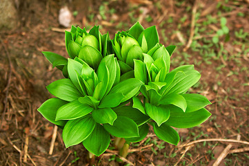 Image showing Flowers