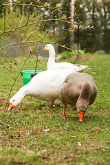 Image showing Goose