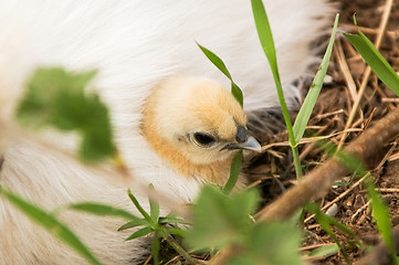 Image showing Chickens