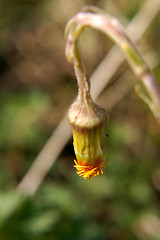 Image showing Dandelion