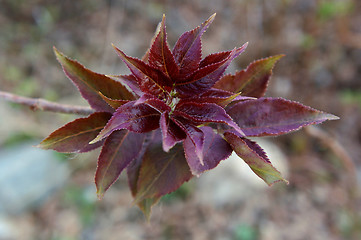 Image showing Flower