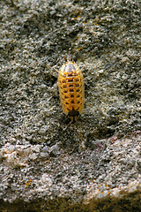 Image showing Isopoda