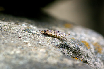 Image showing Isopoda