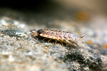 Image showing Isopoda