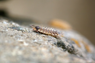 Image showing Isopoda