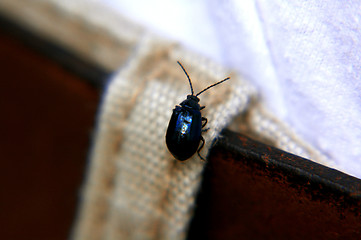 Image showing St. John's Wort beetle