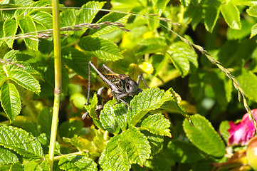 Image showing Grasshopper