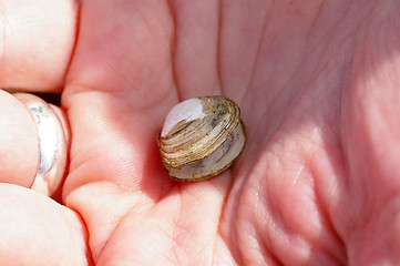 Image showing Shell