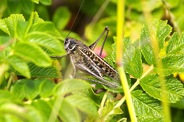 Image showing Tettigoniidae