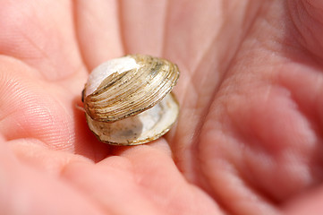 Image showing Shell