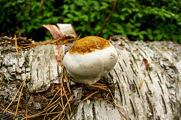 Image showing Polypore