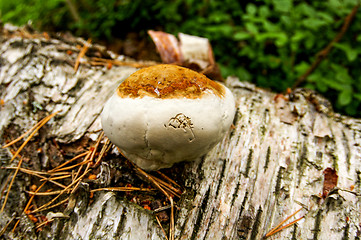 Image showing Polypore