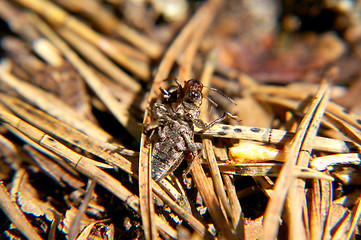 Image showing Ant