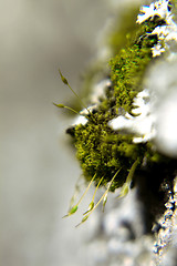 Image showing Mossy