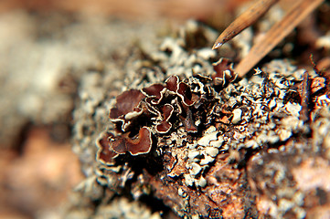 Image showing Lichen