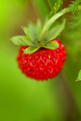 Image showing Wild strawberry