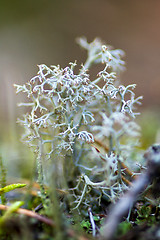 Image showing Lichen and moss