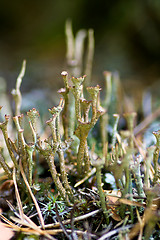 Image showing Lichen