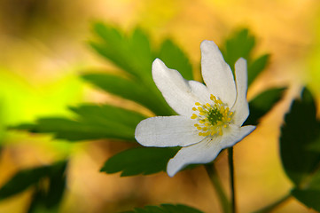 Image showing Anemone nemorosa