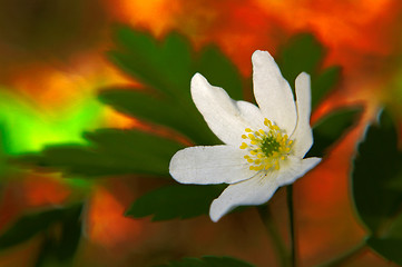 Image showing Anemone nemorosa