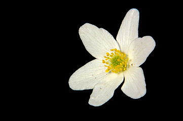 Image showing Anemone nemorosa