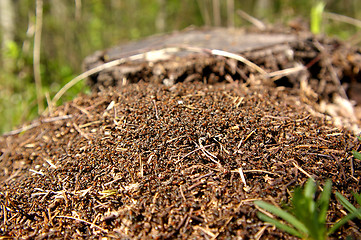 Image showing Anthill