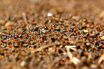 Image showing Anthill