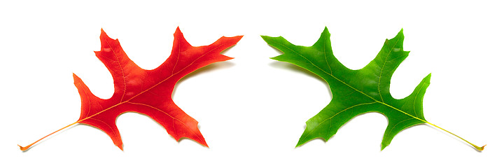 Image showing Red and green leafs of oak