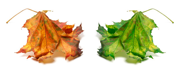 Image showing Dry orange and green maple-leaf