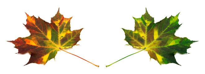 Image showing Multicolor autumn maple leafs