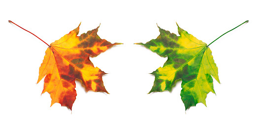 Image showing Orange and green yellowed maple-leafs