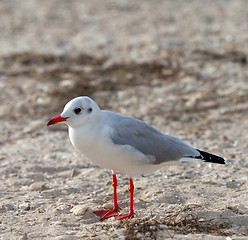 Image showing Seagull on sea beach at sun day