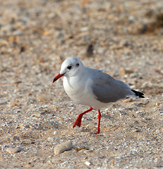 Image showing Seagull walking on sand