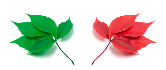 Image showing Green and red virginia creeper leaves