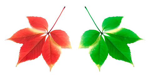 Image showing Red and green leafs on white background