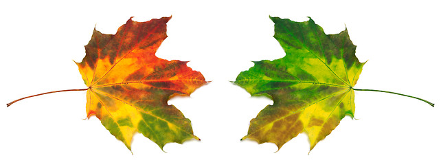 Image showing Red and green yellowed maple-leafs