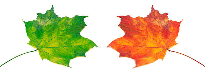 Image showing Green and red maple-leafs