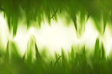 Image showing Green vibrant grass background